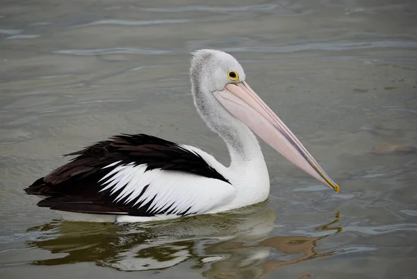 Закрыть Вид Пеликанов Плавающих Озере — стоковое фото