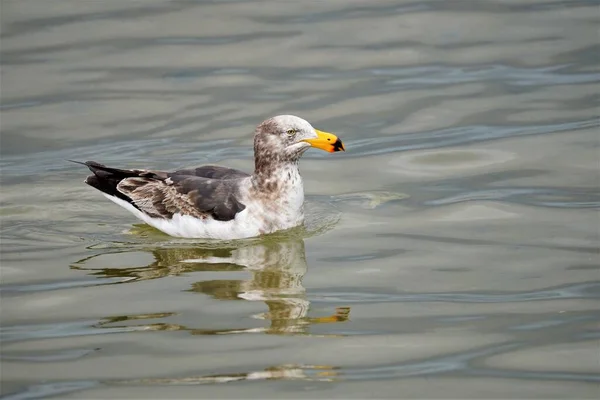 Pájaro Gaviota Occidental Blanco Con Pico Amarillo Nadando Lago —  Fotos de Stock