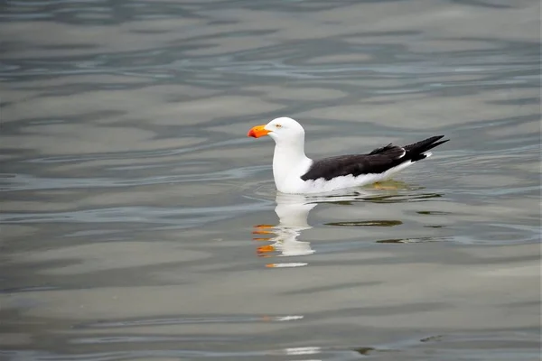 White Western Gull Bird Yellow Beak Swimming Lake — Stock Photo, Image