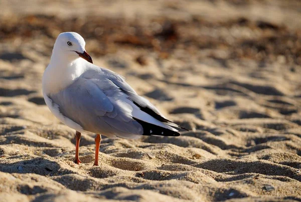 White Colored Seagull Sea Bird Standing Sand Looking Its Left — Stock Photo, Image