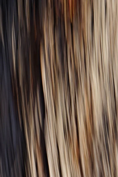 Blurred Texture Tree Bark Vertical Stripes — Stock Photo, Image