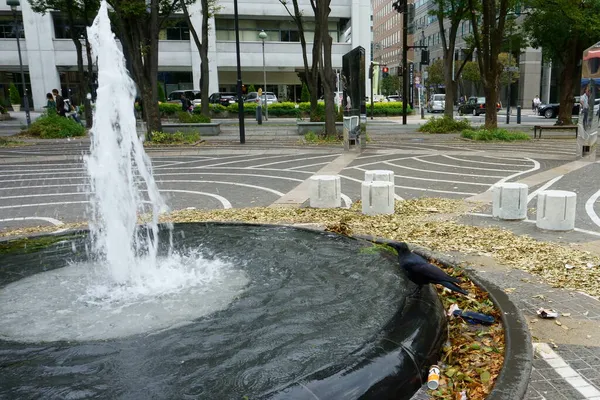 Svart Kråka Promenad Vid Stadens Fontän Stadens Skräp Yokohama — Stockfoto