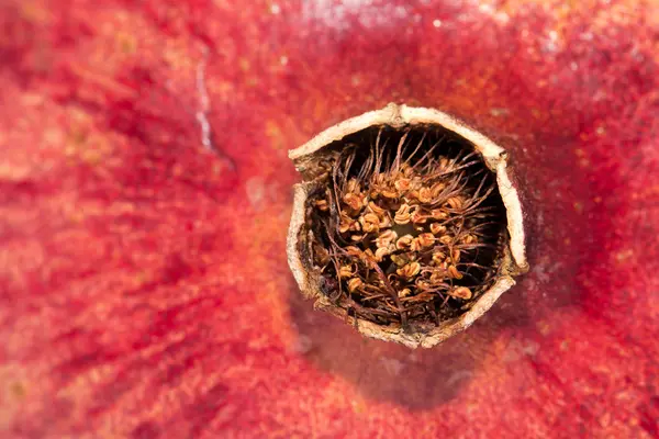 Closeup view of pomegranate — Stock Photo, Image