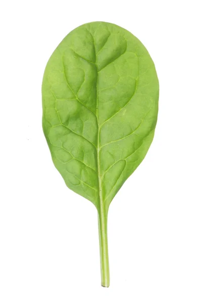 Baby spinach — Stock Photo, Image