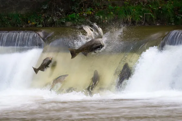 Salmon run — Stock Photo, Image