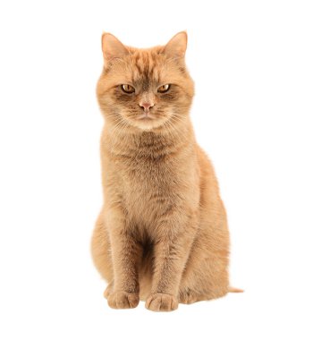 Beyaz arka planda kırmızı kedi. Yakın plan. Şeytani bakış.