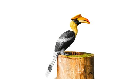 Toucan kuşu bir kütüğün üzerinde oturur. Beyaz bir arka planda izole edilmiş. Doğa