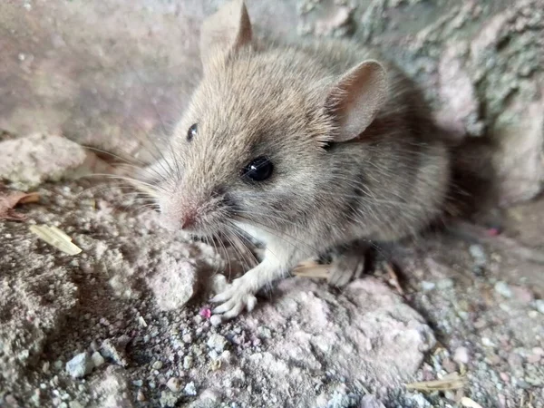 a closeup shot of a cute mouse