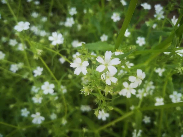 beautiful small white flowers in the garden