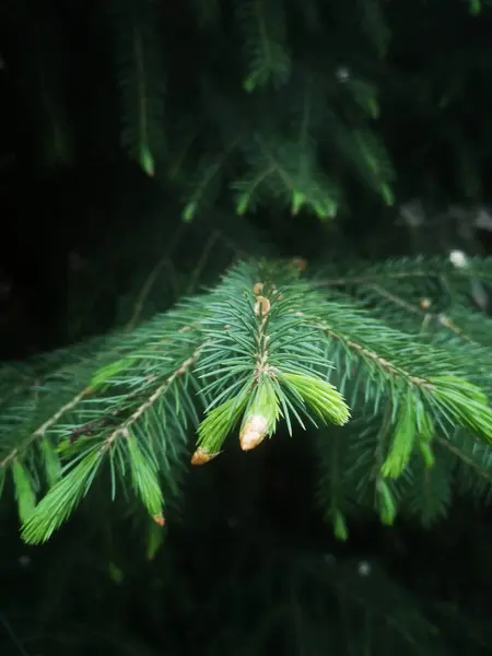 pine tree branch with green moss