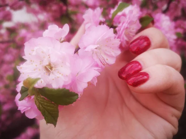 woman holding beautiful pink flowers on her face close up