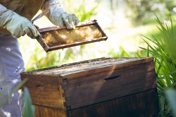 Hands Senior Man Wearing Beekeeper Uniform Holding Honeycomb Beekeeping Apiary — Stock Photo, Image