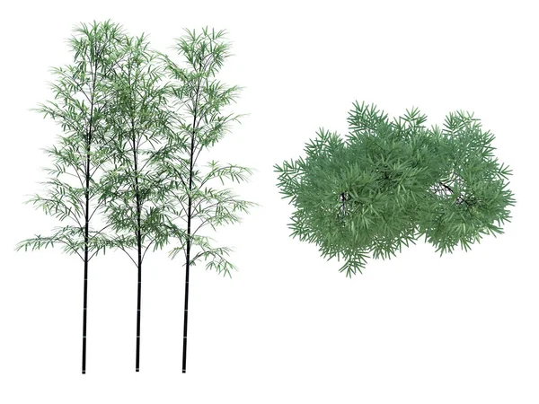Renderização Natureza Objeto Árvore Isolado Branco Fundo — Fotografia de Stock