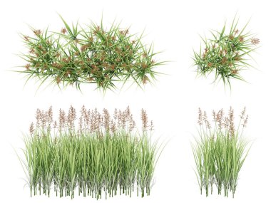 3d Render Brush Tree Isolated  on white