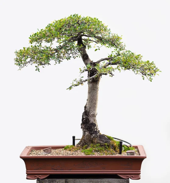 Bonsai Prime