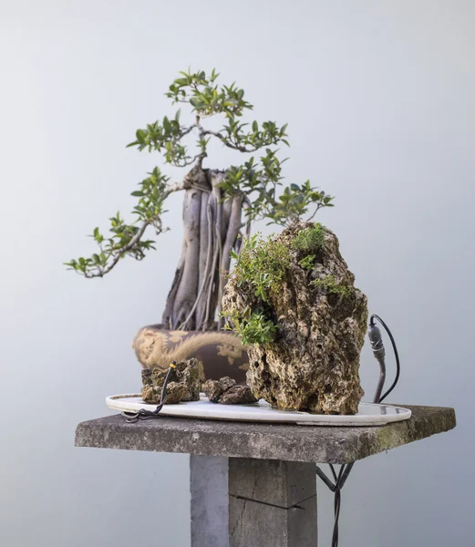 Bonsai küçük Dağları