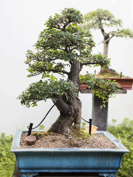 Akuamarin renkli bonsai saksı bitki