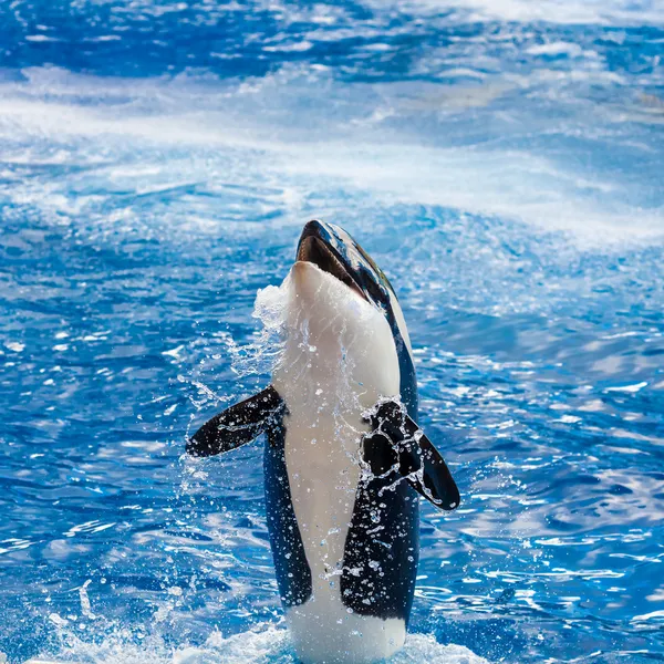 Orca είναι πάνω από το νερό που χαμογελά — Stock fotografie