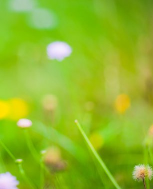 çim ve yaz çiçekleri yapılan canlı arka plan bulanık