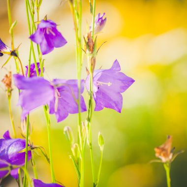 Bahçede closeup çan çiçeği yaprakları