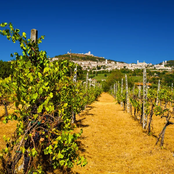 Vineyard Bellow Rocca Maggiore in Umbria, Assisi During a Hot Su — Stock Photo, Image