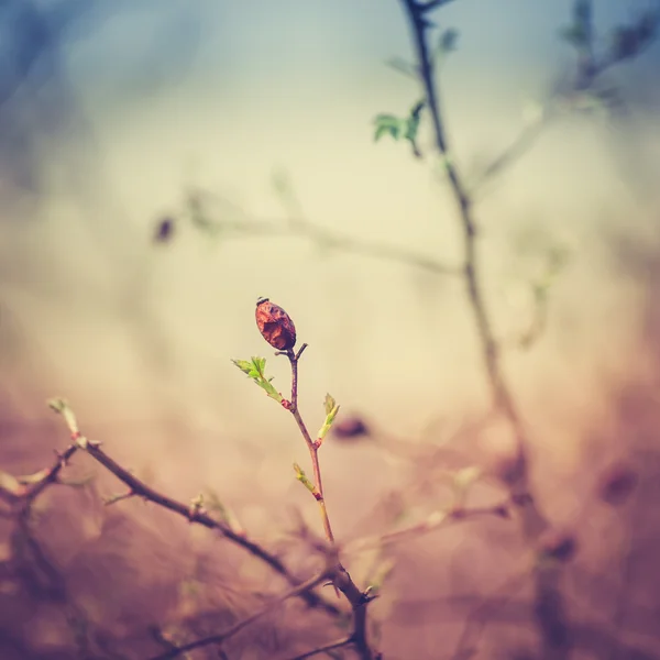 Detail of a Dry Wild Rose Hip at Spring with Vintage Background — Stock Photo, Image