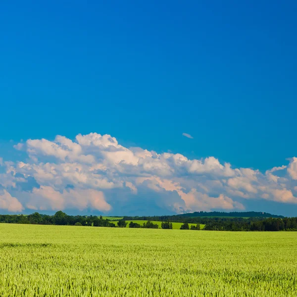 Paisaje del sur de Bohemia con un campo de grano en primer plano Imagen De Stock