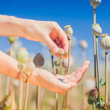 Ayrıntı el dökme haşhaş tohum Poppy kafa dışarı