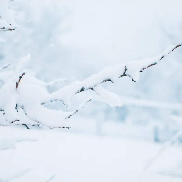 Fondo hecho de rama cubierta por la nieve en la brumosa mañana de invierno —  Fotos de Stock