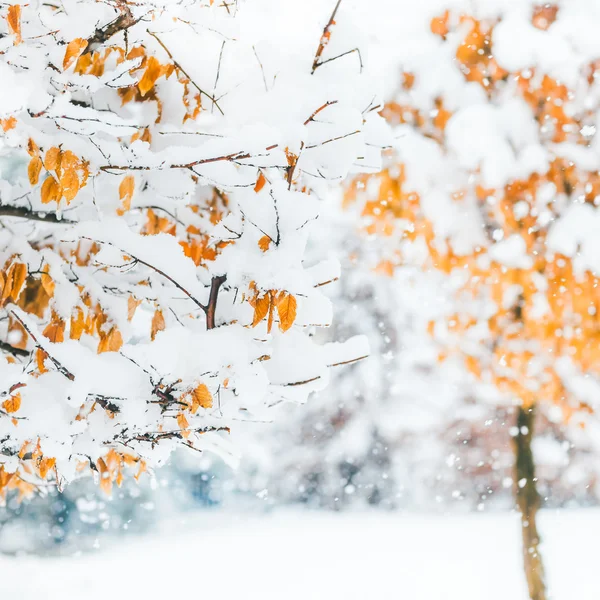 Weihnachten Hintergrund aus Zweigen mit orangefarbenen Blättern bedeckt — Stockfoto
