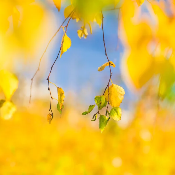 Fundo de outono feito de tornos amarelos e laranja no dia ensolarado — Fotografia de Stock