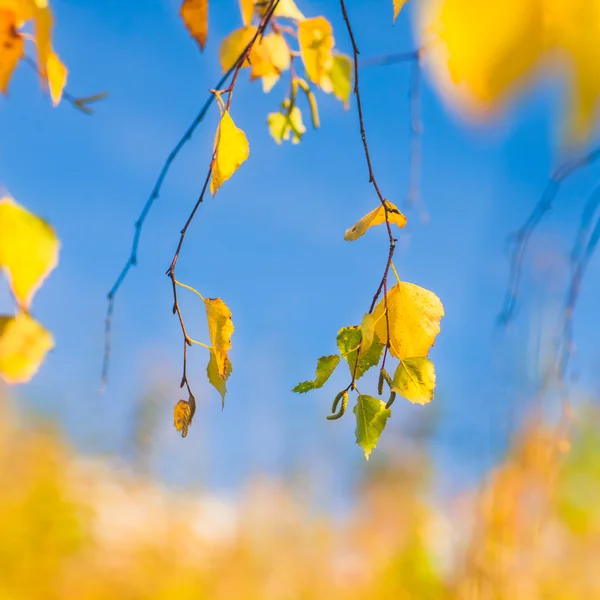 Fundo de outono feito de tornos amarelos e laranja no dia ensolarado — Fotografia de Stock