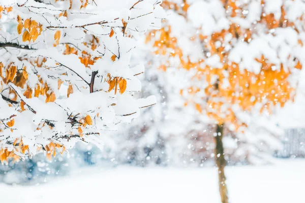 Fondo navideño hecho de ramas con hojas anaranjadas cubiertas Imagen De Stock