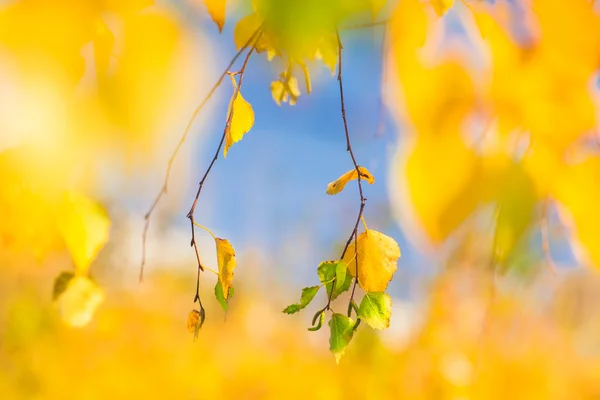 Fondo de otoño hecho de amarillo y naranja Laeves en el día soleado Fotos De Stock Sin Royalties Gratis