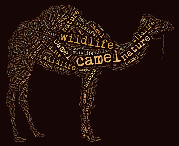 Camel wordcloud — Stock Photo, Image