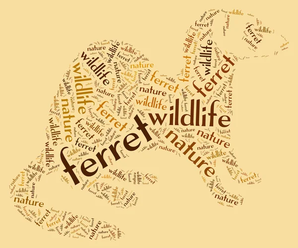 Ferret wordcloud — Stock Photo, Image