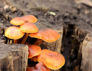 güdük bal mantarlar