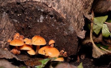 güdük bal mantarlar