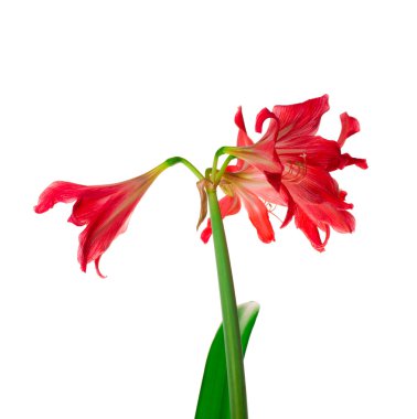 Beyaz arkaplanda kırmızı zambak çiçekleri izole