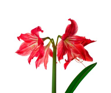 Kırmızı lily çiçekler su ile izole üzerinde beyaz arka plan damla