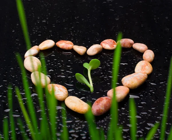 Pebble in form of heart with green leafs on black glass with wat — Stock Photo, Image