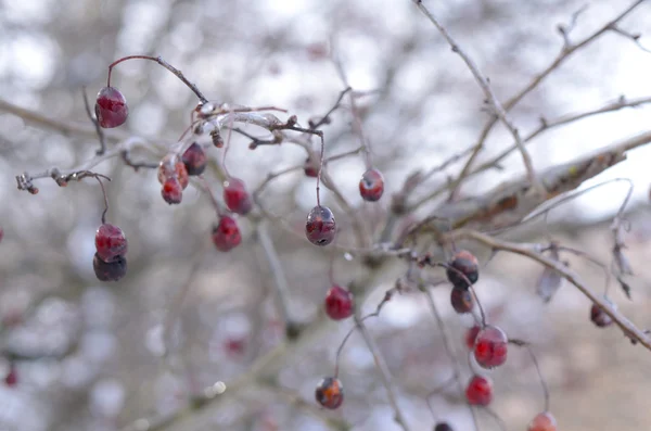 Bayas rojas cubiertas de hielo —  Fotos de Stock