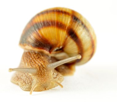 beyaz zemin üzerinde hareket Bahçe salyangoz