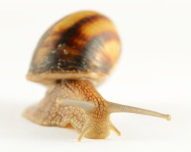 beyaz zemin üzerinde hareket Bahçe salyangoz