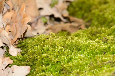 yerde ıslak yeşil yosun