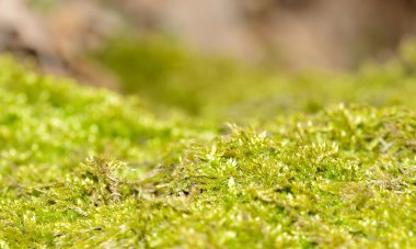yerde ıslak yeşil yosun