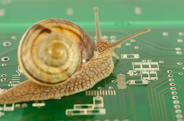 Caracol de jardim em movimento na placa de circuito — Fotografia de Stock