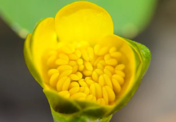 Sarı orman çiçek — Stok fotoğraf