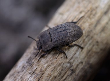 büyük, siyah bir böceği