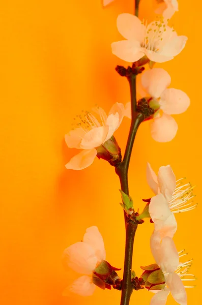 lente bloeien op oranje achter